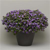 MegaCopa™ Blue Bacopa