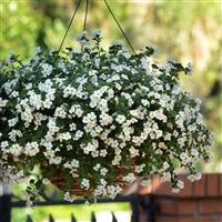 Versa™ White Bacopa