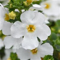 Versa™ White Bacopa