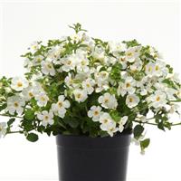 Versa™ White Bacopa