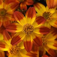 Bee Alive Bidens