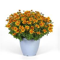 Bee Alive Bidens