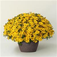 Sun Drop Bidens