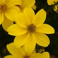 Sun Drop Compact Bidens