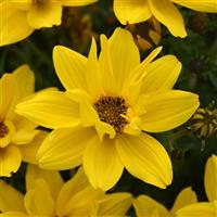 Sun Drop Compact Double Yellow Bidens