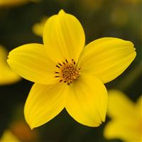 Sunbeam Bidens