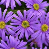 Brasco™ Violet Brachyscome