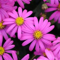 Radiant Magenta Brachyscome