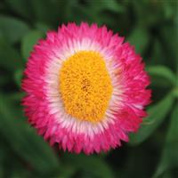 Dreamtime<sup>®</sup> Jumbo Rose Bracteantha