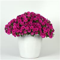 EnViva™ Pink Petchoa