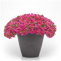 Cha-Cha™ Hot Pink Star Calibrachoa