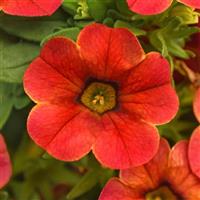 Cha-Cha™ Diva Orange Calibrachoa