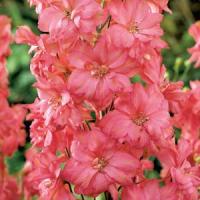 Delphinium Elatum Coral Sunset
