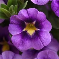 Bumble Bee™ Blue Calibrachoa