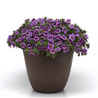 Bumble Bee™ Blue Calibrachoa