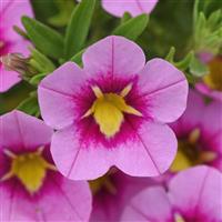 Bumble Bee™ Pink 26 Calibrachoa