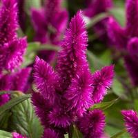 Intenz™ Dark Purple Celosia