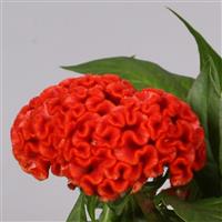 Twisted Bright Orange Celosia