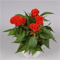 Twisted Bright Orange Celosia