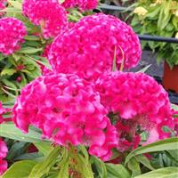 Twisted Bright Pink Celosia