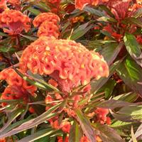 Twisted Orange Dark Leaf Celosia