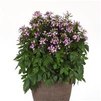 Lavender Dreams Cleome