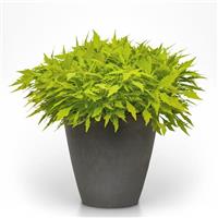 FlameThrower™ Salsa Verde Coleus