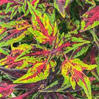 FlameThrower™ Chili Pepper Coleus