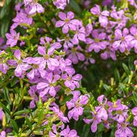 Enchantia™ Lavender Cuphea