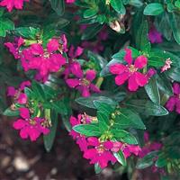 Allyson Heather Cuphea