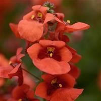 Juliet™ Orange Diascia