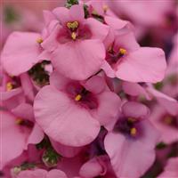 Juliet™ Pink Diascia