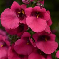 Juliet™ Rose Diascia