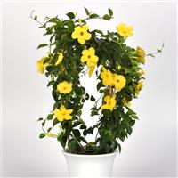 Tropica™ Grande Citrine Dipladenia