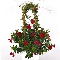 Tropica™ Grande Merlot Dipladenia