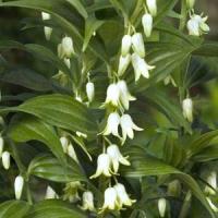 Disporopsis Pernyi 