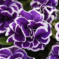 Frosted Sapphire Double Petunia