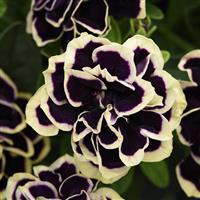Midnight Gold Double Petunia