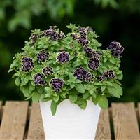 Midnight Gold Double Petunia
