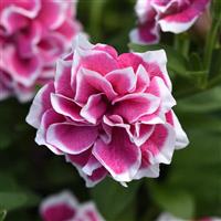 Pink Diamond Double Petunia
