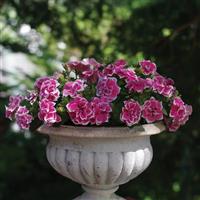 Pink Diamond Double Petunia