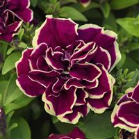 Radiant Ruby Double Petunia