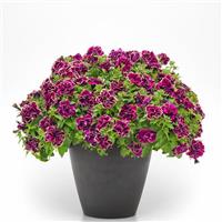 Radiant Ruby Double Petunia