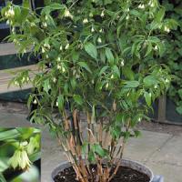Disporum Cantoniense Green Giant