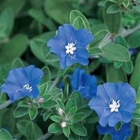 Blue Daze Evolvulus