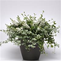 Licorice Helichrysum