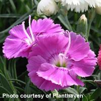 Dianthus Shooting Star