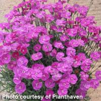 Dianthus Shooting Star