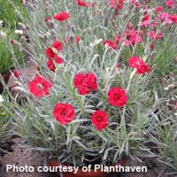 Dianthus Fire Star