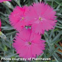 Dianthus Neon Star